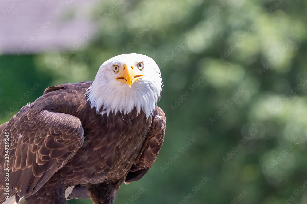 Obraz premium beautiful big bald eagle in nature