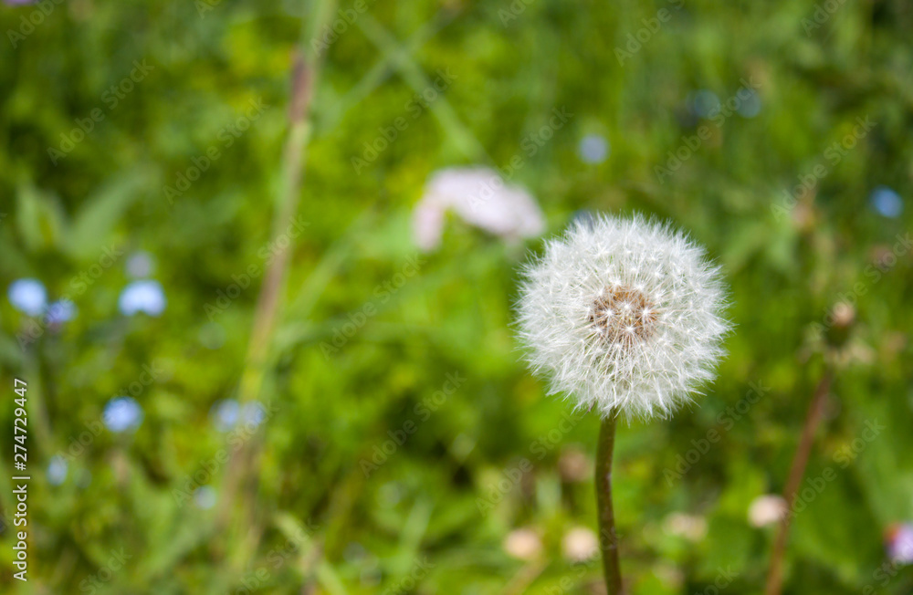 Blowball in Alps. Blowball in Alps.
