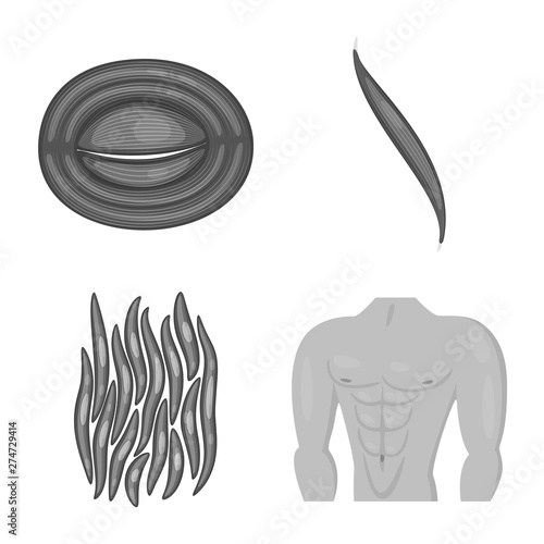 Vector illustration of human and body sign. Set of human and cells vector icon for stock.