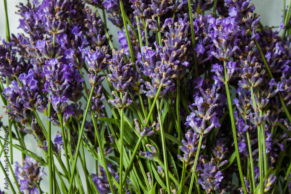 Obraz premium Fresh lavender flowers.