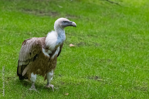 Griffon vulture, Gyps fulvus, bird standing in a field