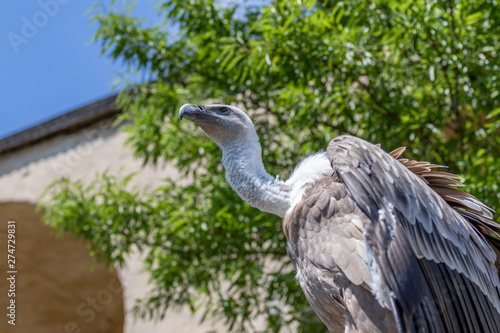 big vulture closeup in nature