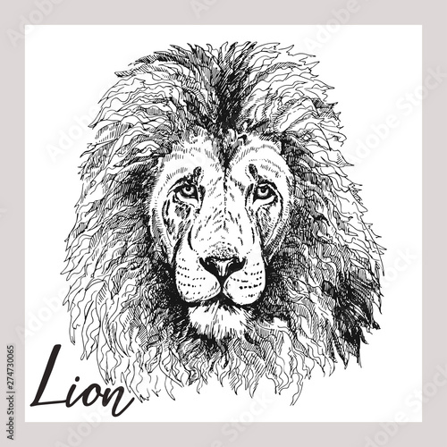 Fototapeta Naklejka Na Ścianę i Meble -  Hand drawn sketch style portrait of lion isolated on white background. Vector illustration.