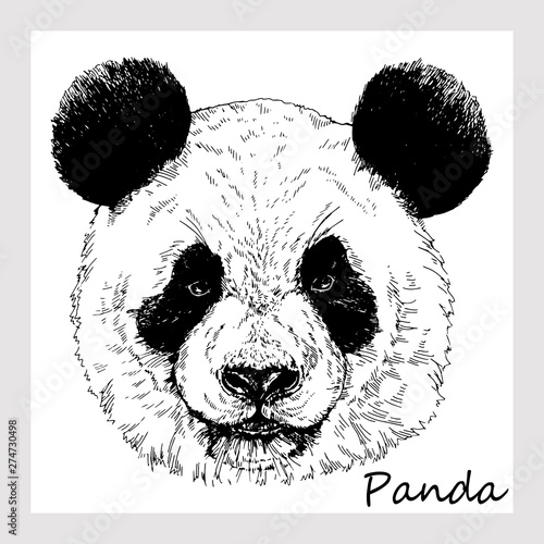 Hand drawn sketch style portrait of giant panda isolated on white background. Vector illustration.