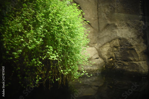 Fish tank without fish