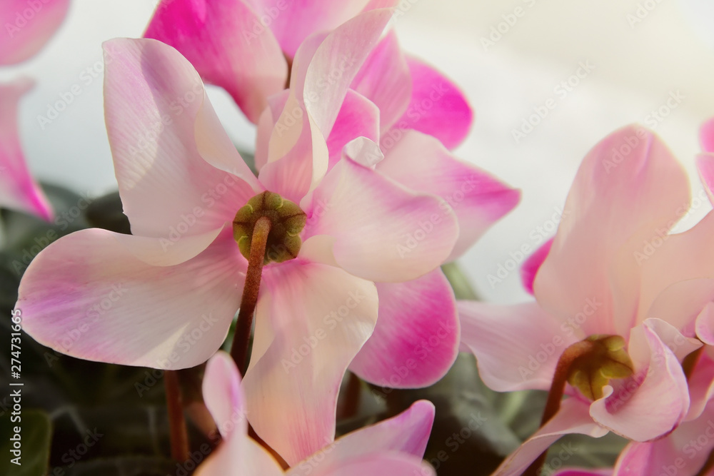 Cyclamen flower. Pale pink petals of houseplant. Daylight. Cyclamen flower. Pale pink petals of houseplant. Daylight.