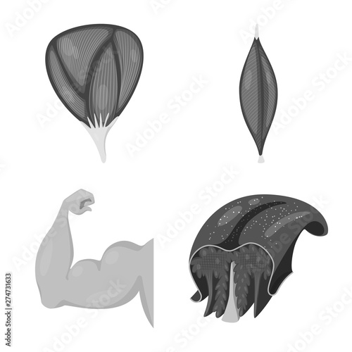 Vector illustration of human and body sign. Set of human and cells stock vector illustration.