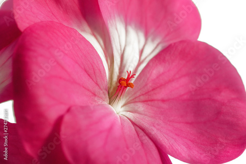 Pink geranium flower isolated on white background. Close-up of indoor plants in full screen