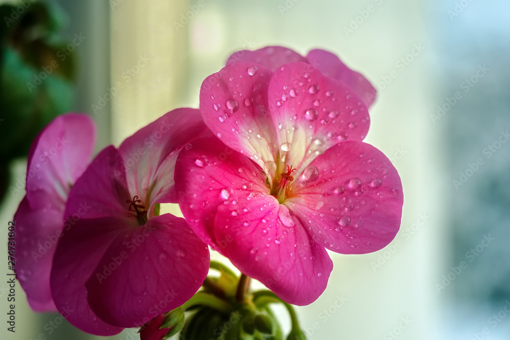 Pink geranium flower with drops of dew or water on the petals. Close-up of indoor plants on a light background Pink geranium flower with drops of dew or water on the petals. Close-up of indoor plants on a light background