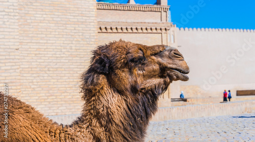 Camel in the street of Itchan Kala, Khiva, Uzbekistan photo