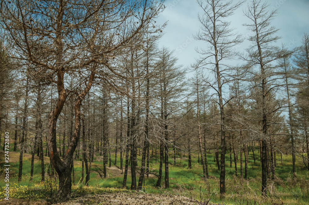 Black trees in a burnt forest over green fields