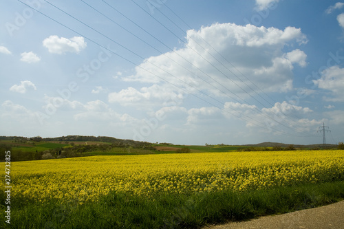 rapeseed field close to Ludwigsburg - Germany (wide view)