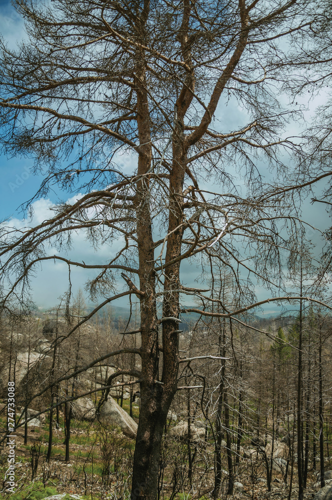 Fototapeta premium Black trees in a burnt forest over rocky landscape