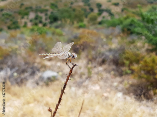 Libellula