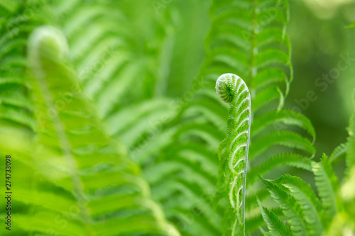 Fern leaves close up. A single leaf of a forest fern. Green leaves of fern. photo