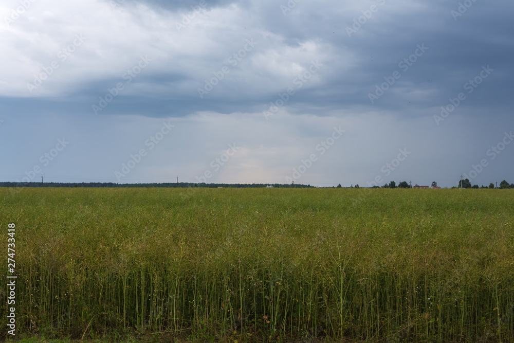 Barren farmland and typical Dutch landscape near the town of Den Ham in the region of Twente (Overijssel, The Netherlands) in April during Spring. Nature here suffers a lot from the use of Glyphosate