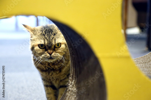 Obraz na plátně Cat