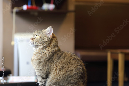 Obraz na plátně Cat
