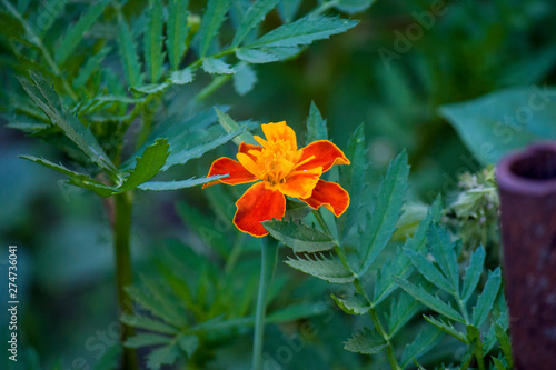 Orange flowers Chernobrivtsy, natural natural background, close-up. photo