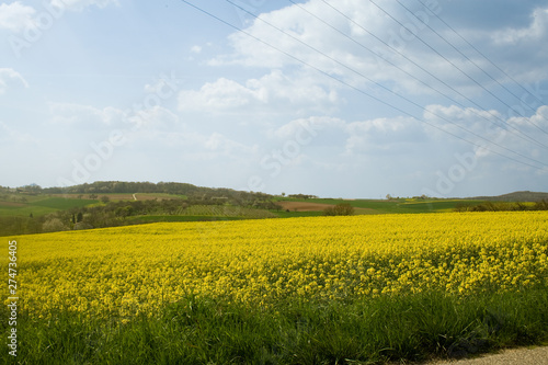 rapeseed field close to Ludwigsburg - Germany