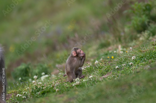 Snow Monkey, Macaca fuscata, mother and baby/kid, relaxing/playing/sucking thumb on the summer green meadows. © Paul