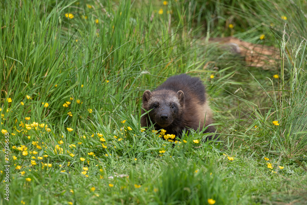 Wolverine, Gulo gulo, walking/posing amongst the flowers of a summer meadow. Wolverine, Gulo gulo, walking/posing amongst the flowers of a summer meadow.