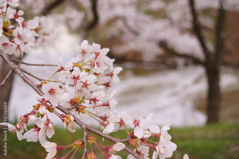 Japan Ueda Castle park Cherry Blossoms spring