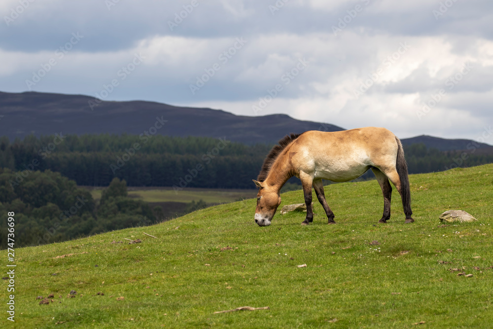 Przewalski's horse, Equus ferus przewalskii, grazing on summer meadows during a cloudy day. Przewalski's horse, Equus ferus przewalskii, grazing on summer meadows during a cloudy day.