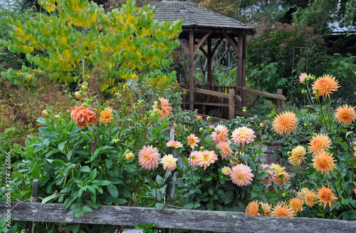 Orange dahlia garden photo