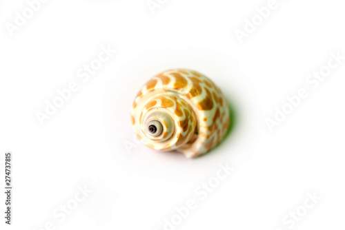 Isolated shot of seashell on white background