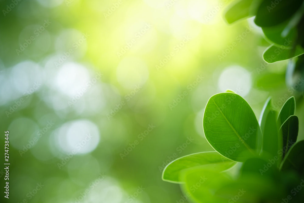 Nature of green leaf in garden at summer. Natural green leaves plants using as spring background cover page greenery environment ecology wallpaper Nature of green leaf in garden at summer. Natural green leaves plants using as spring background cover page greenery environment ecology wallpaper