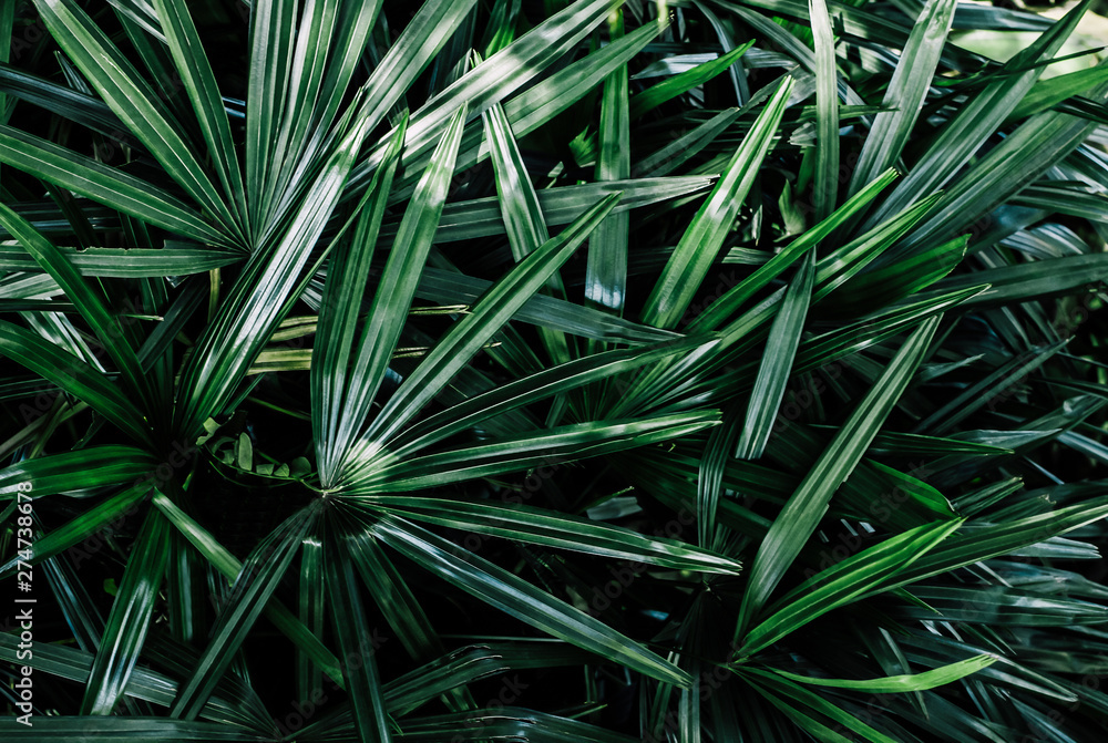 Tropical Palm leaves of green tree foliage nature texture background. Tropical Palm leaves of green tree foliage nature texture background.