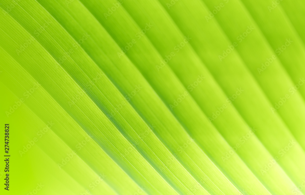 Nature of green leaf in garden at summer. Natural green leaves plants using as spring background cover page greenery environment ecology wallpaper Nature of green leaf in garden at summer. Natural green leaves plants using as spring background cover page greenery environment ecology wallpaper