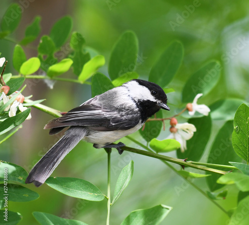 black capped chickadee bird on the tree branch photo