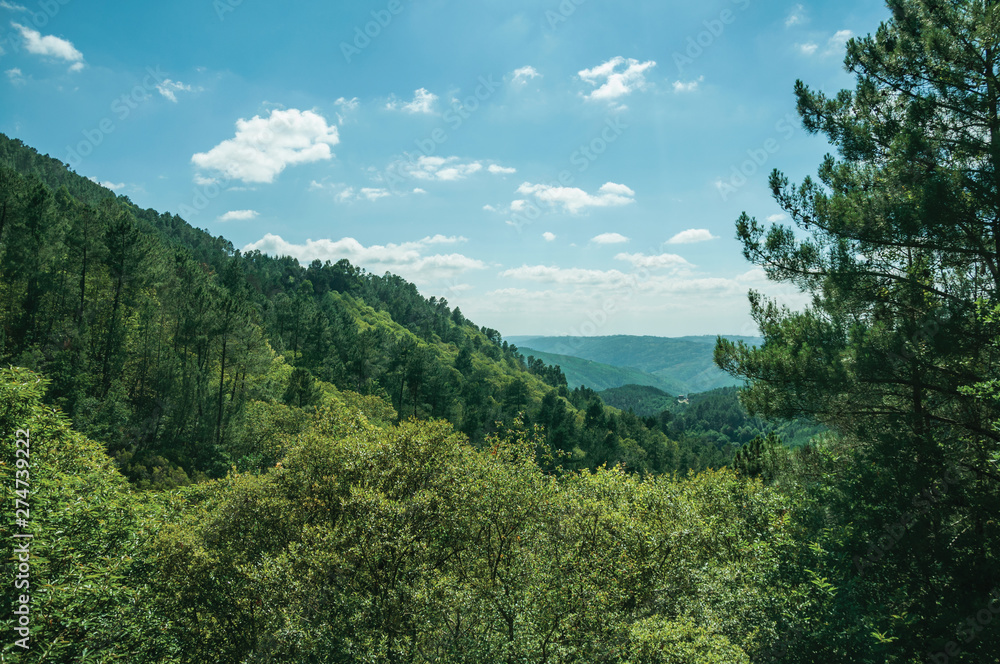 Green treetops on a valley covered by dense forest