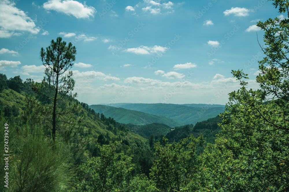 Green treetops on a valley covered by dense forest Green treetops on a valley covered by dense forest