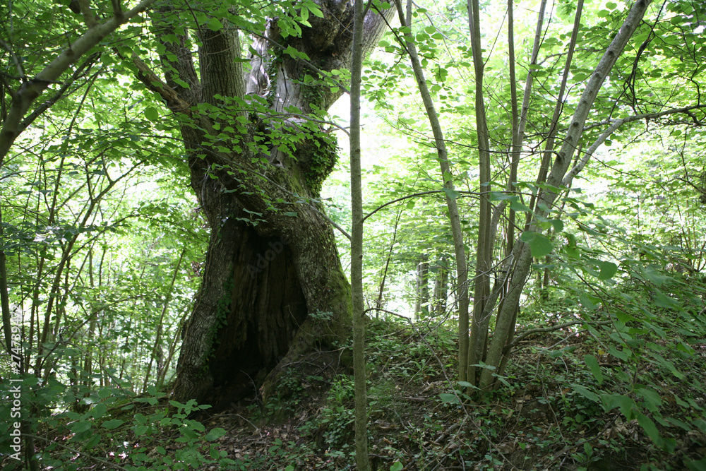 Obraz premium Centenary Tree