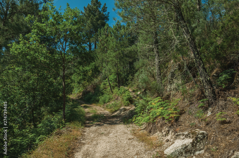 Dirt road over rocky terrain covered by trees Dirt road over rocky terrain covered by trees