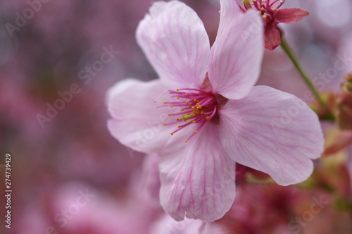 Japanese Typical flower Cherry Blossom