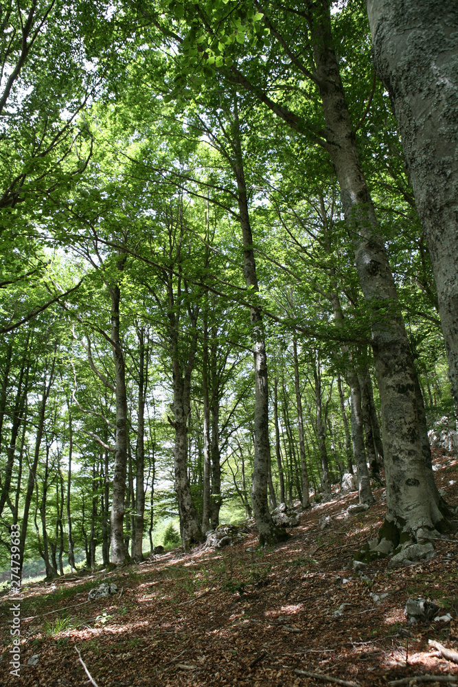 Fototapeta premium Trees