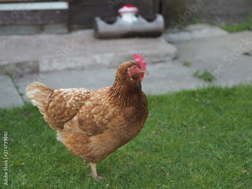 A hen in a welsh campground 