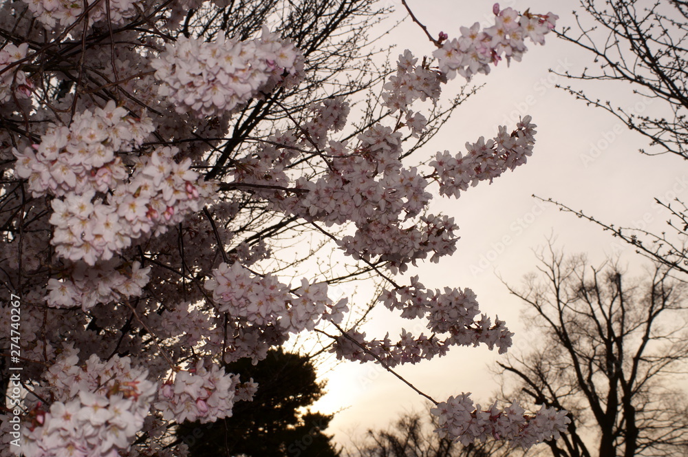 Obraz premium Japanese Typical flower Cherry Blossom