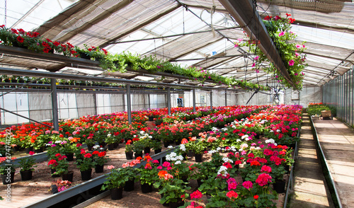 Indoor shot of a greenhouse full of flowers