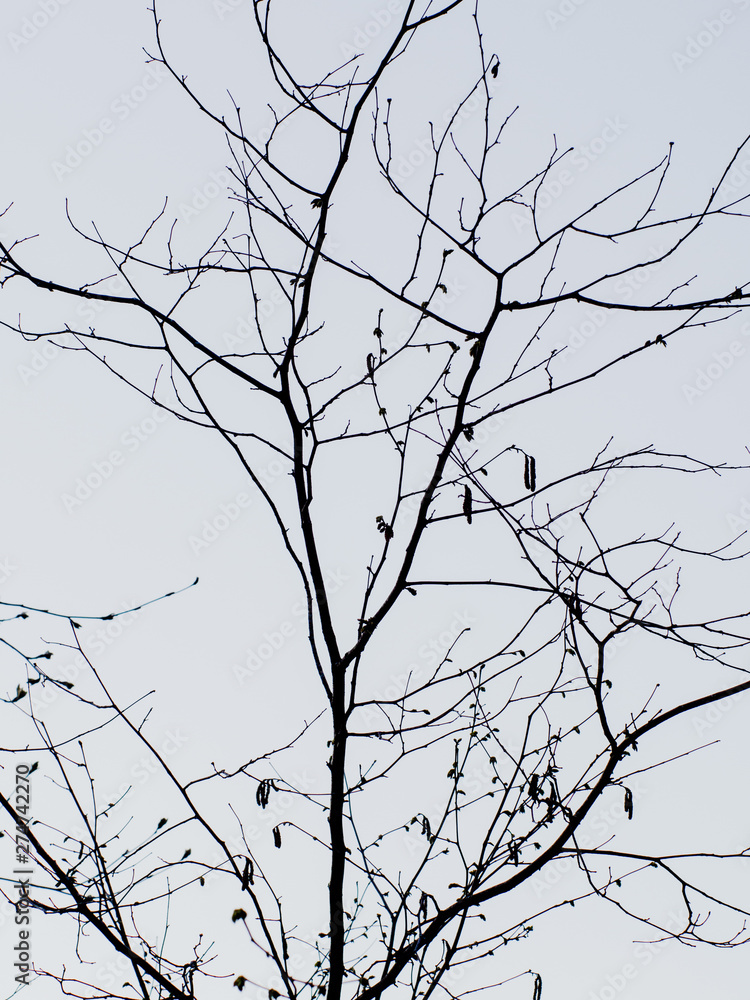 silhouette of bare branches sky