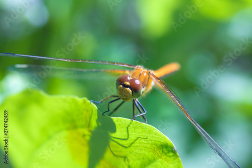The macro shot of the beautiful dragon fly sitting in the grass in the sunny summer or spring day © Майджи Владимир