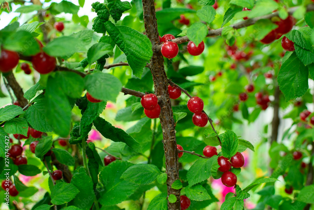 Obraz premium Red berries of a felt cherry on the branches. Close up photo. Small berries of cherries. Varietal plant.