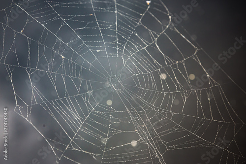 Spiderweb on dark background in front of pond