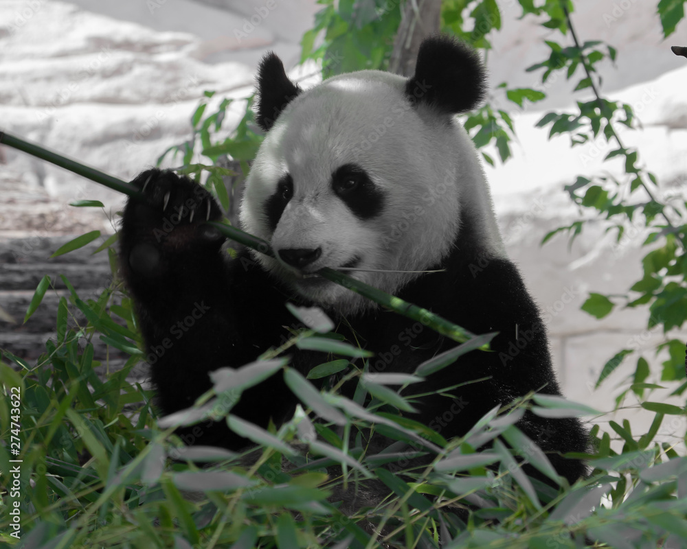 Fototapeta premium Beautiful Bamboo Panda Bear in the Thickets of the Forest Appetizingly Eats Bamboo Leaves