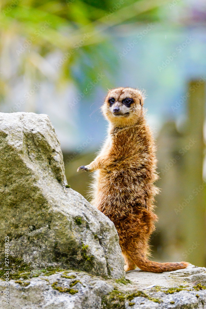 Fototapeta premium Suricate