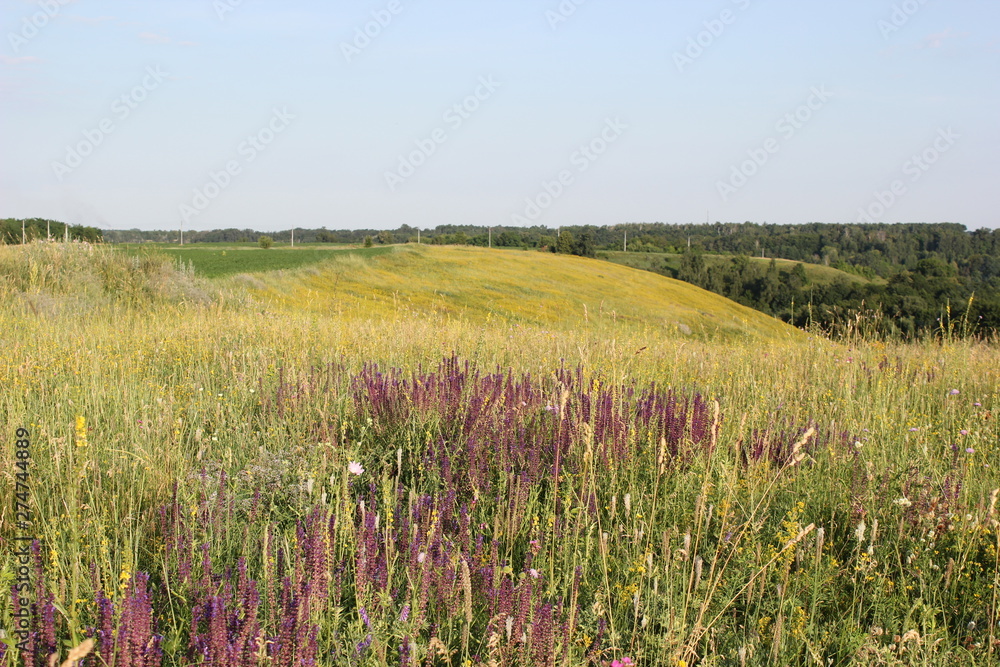 Fototapeta premium Meadow grass and flowers in summer